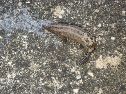 Glühwürmchenlarve frisst Schnecke